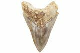 Serrated, Fossil Megalodon Tooth - Indonesia #214952-1